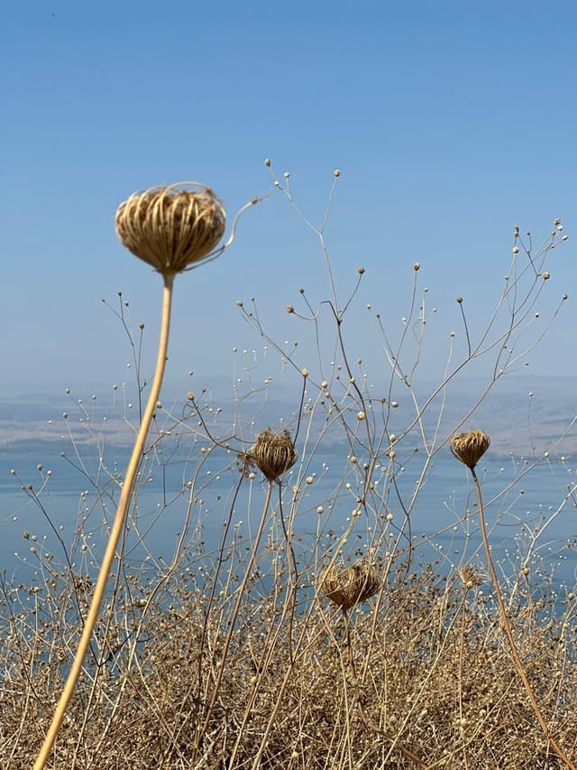 Golan Heights with a Licensed Guide image 3